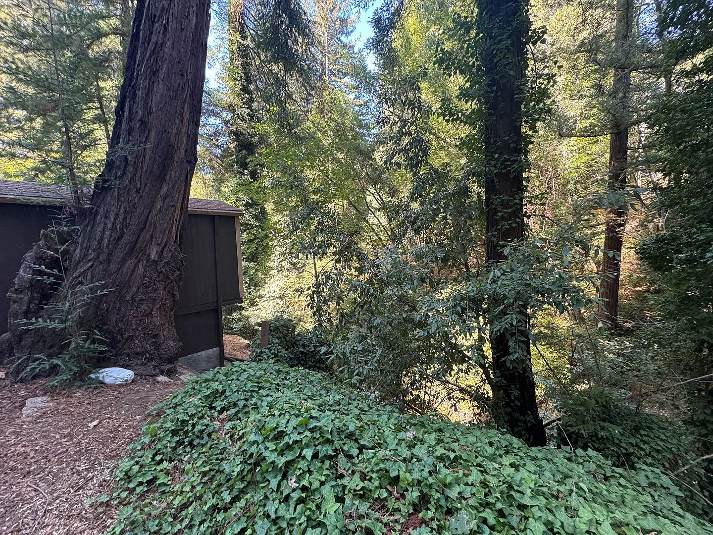 Cozy Cabin near downtown Boulder Creek — Photo 3