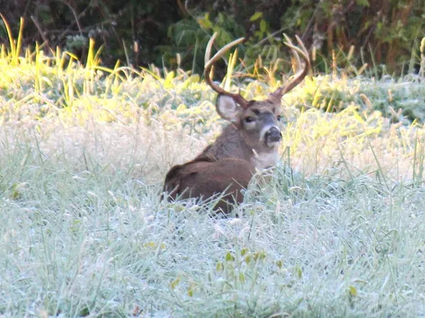 Sparks Mill Corner E&w Sparks Mill At Rte #213, Centreville, MD 21617