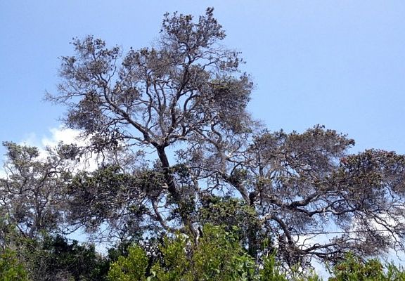 2nd image of Princess Kaiulani Blvd Lot 31