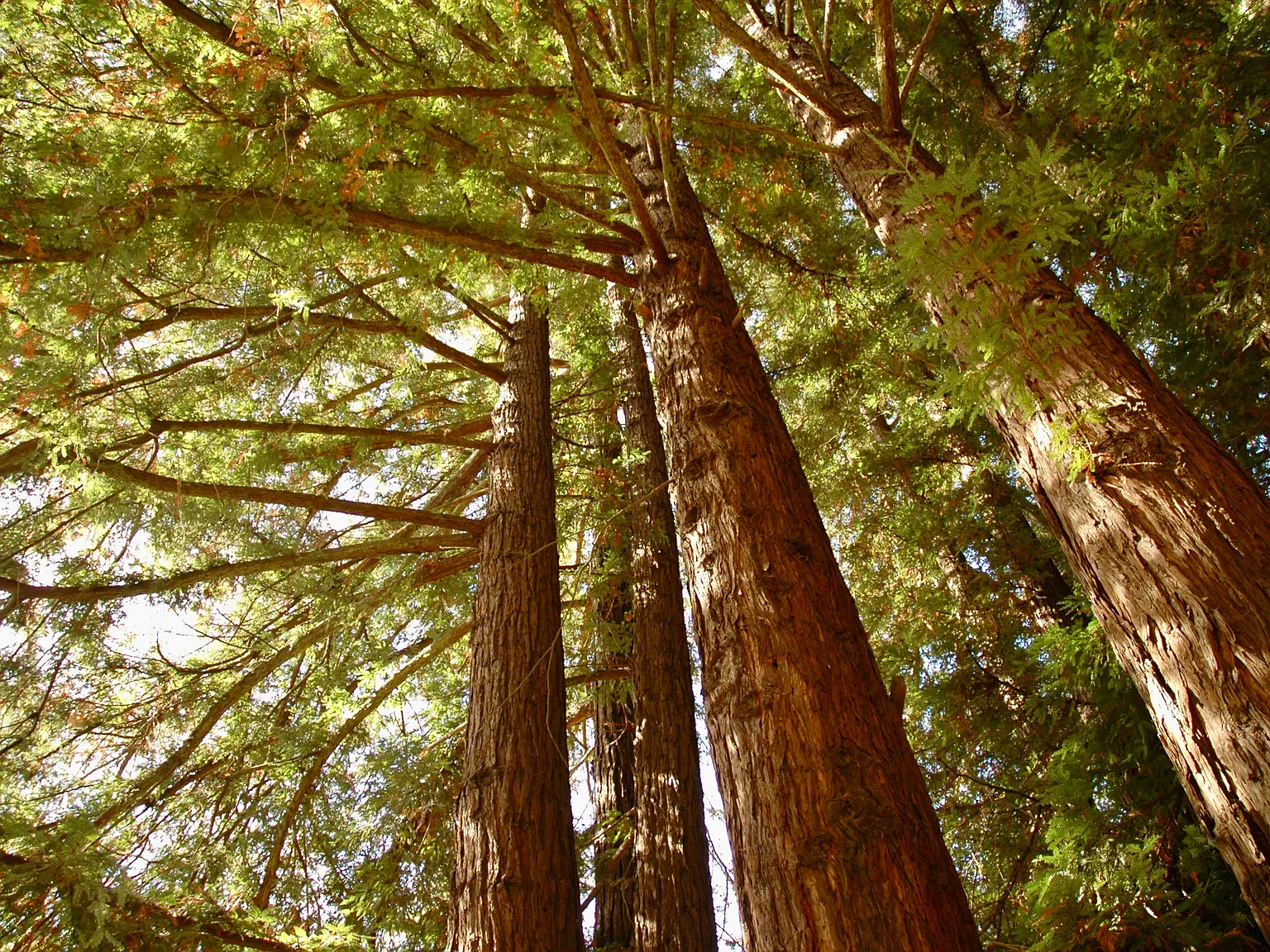 Old San Jose Rd, Soquel — Photo 4