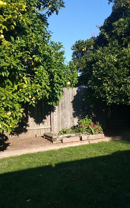 Lush Backyard