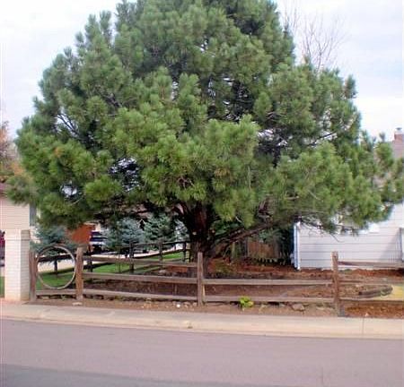 Pine Tree