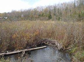 Wetlands & Lake Frontage
