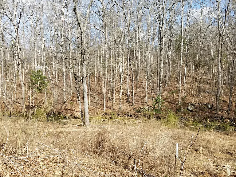 Woods in back yard