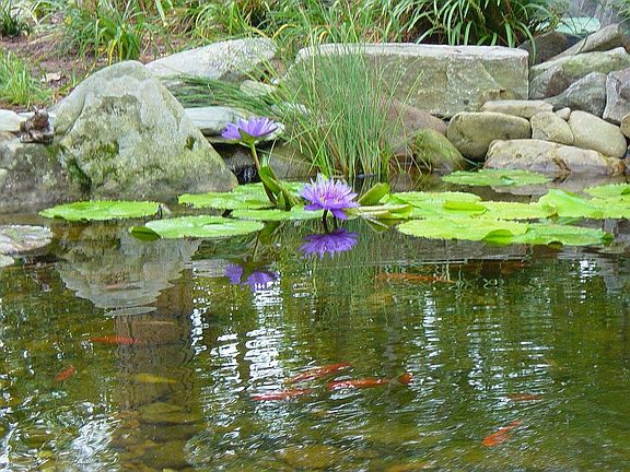 Koi Pond