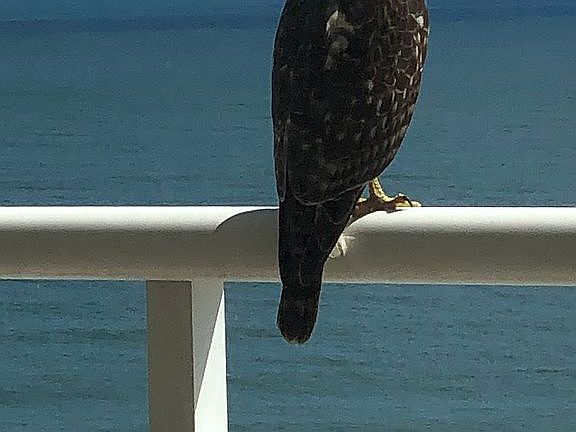 Bird on my Balcony rail