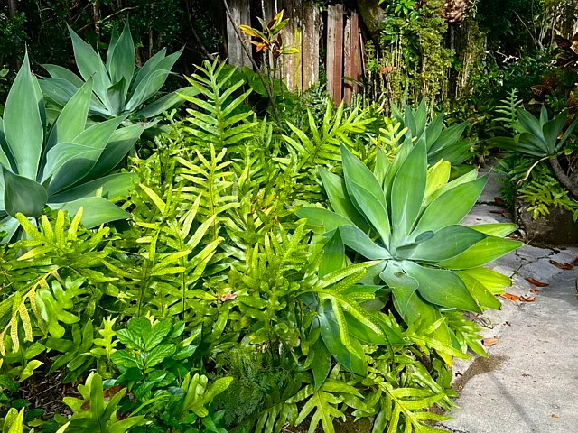 Manoa Rd — Photo 24