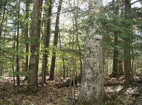 2nd image of 18 Forest Rd