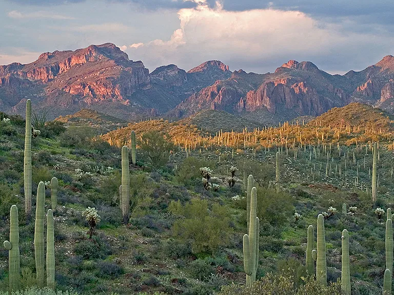 Sonoran Dessert Preserve hiking trails close by