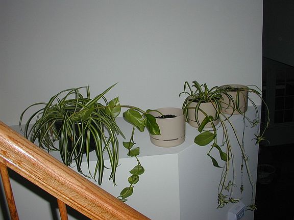 Plant shelf