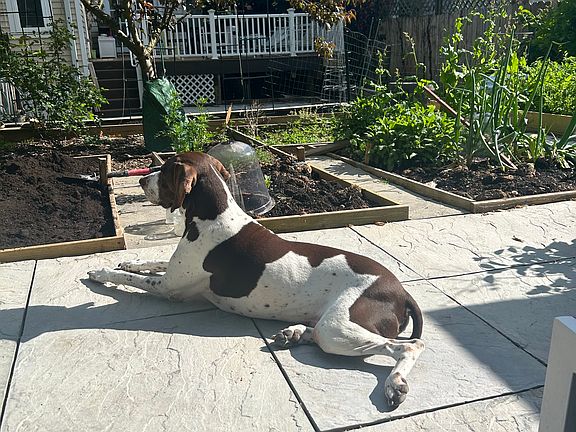 We are pet friendly.