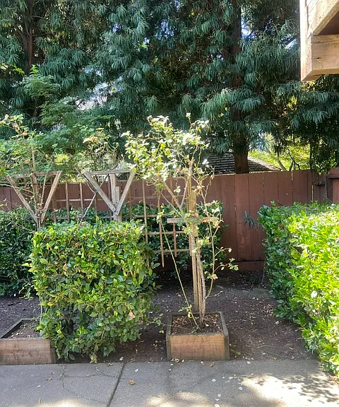 very secluded backyard