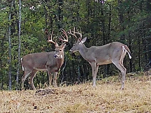 000 Mease Dr, Reeds Spring, MO 65737