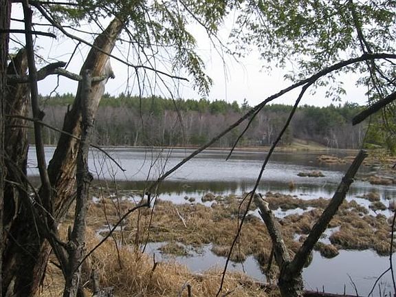 North pond view