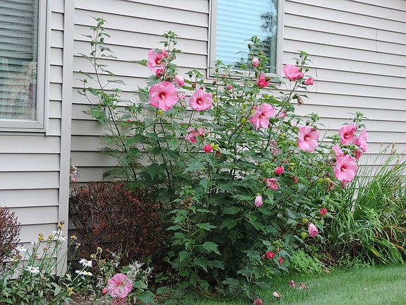 Lots of areas to garden.