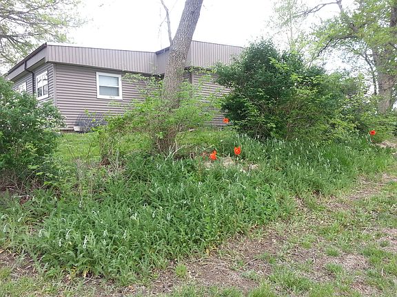Poppies about to bloom