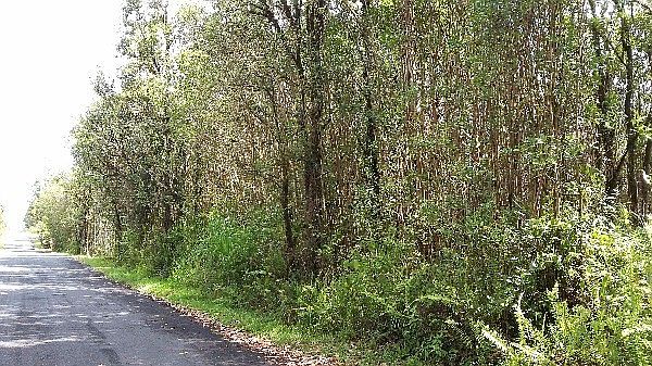 1st image of Hibiscus St Lot 7287