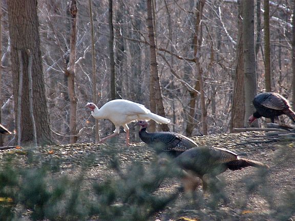 Wild turkeys on ridge 