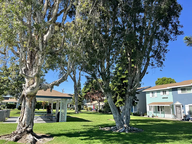 The home overlooks this beautiful green belt. It is a park and resort like setting