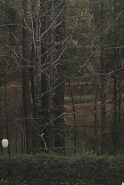 Back yard