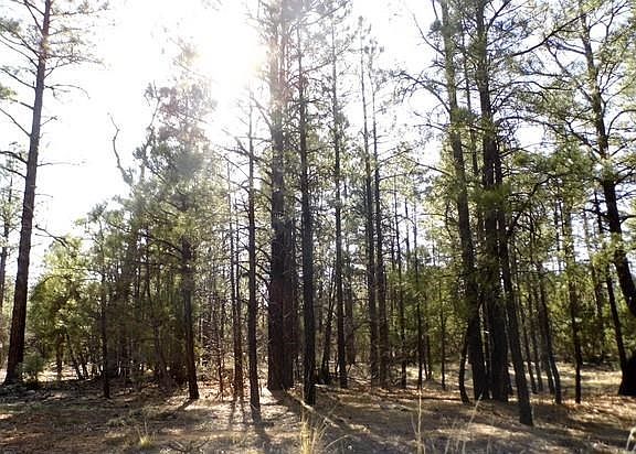 5th image of 3560 N Wild Bill Way