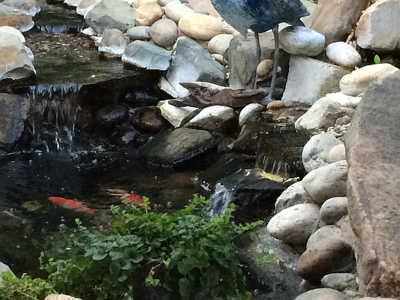 Koi Pond