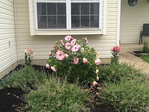 Front landscaping in bloom