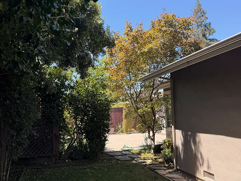 backyard, serene, shaded, with maple trees and robust lemon tree