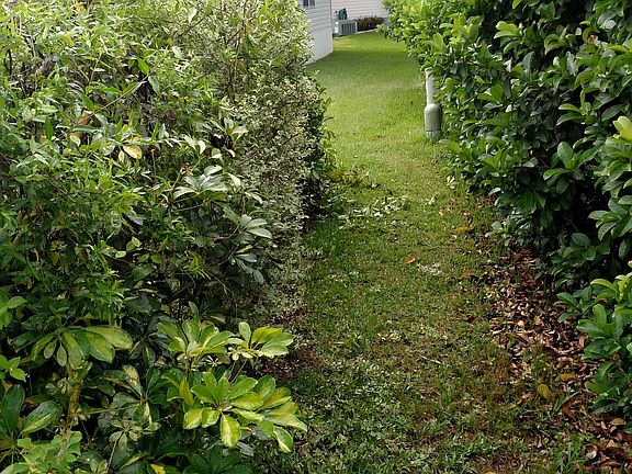 Rear privacy hedges