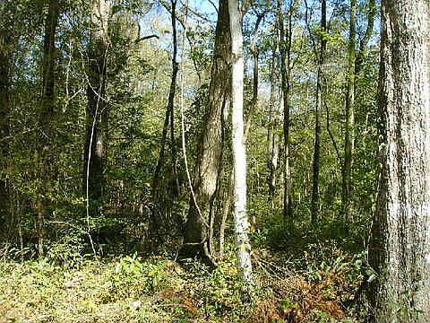 1st image of 839 SW State Road 247
