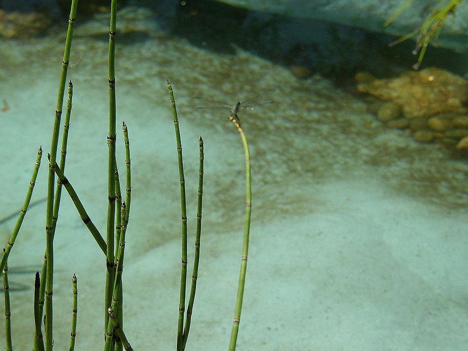 Pond 2003