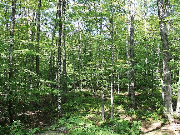 3rd image of 0 White Pine Dr