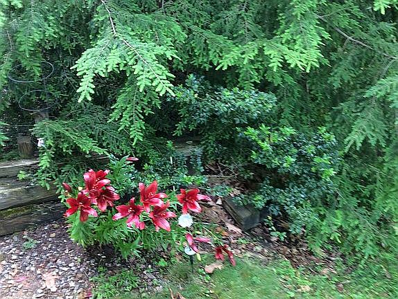 Flowers & shrubs on 2 acres!