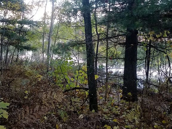 shoreline of wooded lots