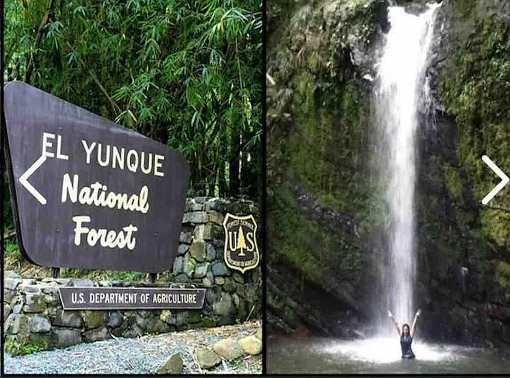 El Yungue Forest Near by