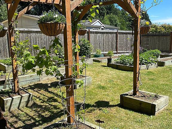 Grape arbor
