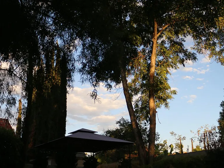 Backyard pecan tree at dusk