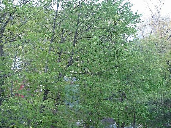 summer view of river