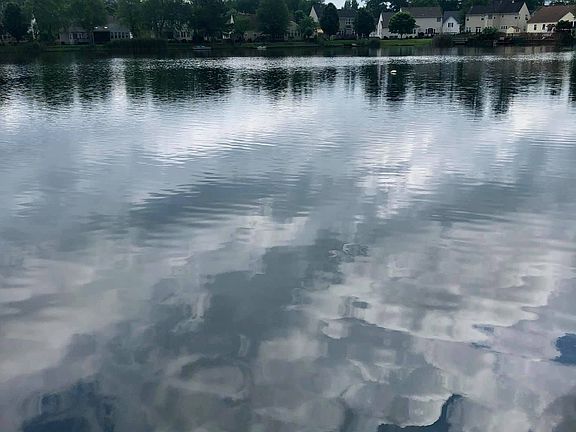 Tons of fish/turtles in lake