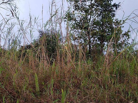 2nd image of Koloa Maoli Road Rd #9-lot 5601