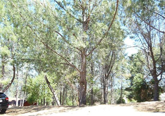 5th image of 3448 Pine Terrace Dr