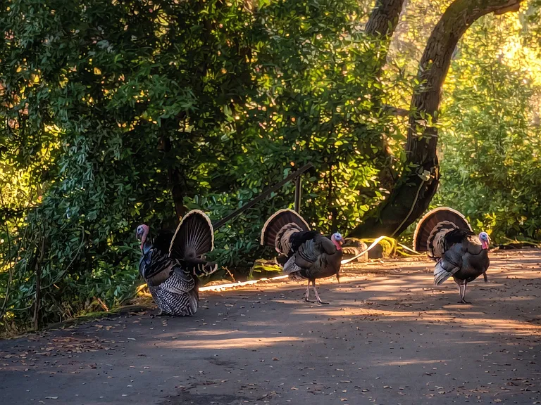 Benjamin Franklin once argued the turkey should be our national bird. So when the flock comes strutting across the property, think of Ben _ you're in distinguished company.