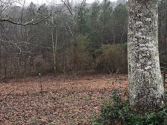 Beautiful back yard