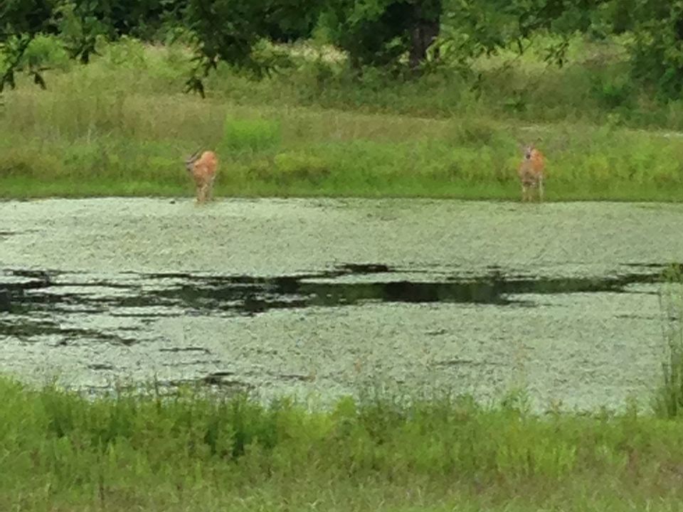 white tail deer at the pond