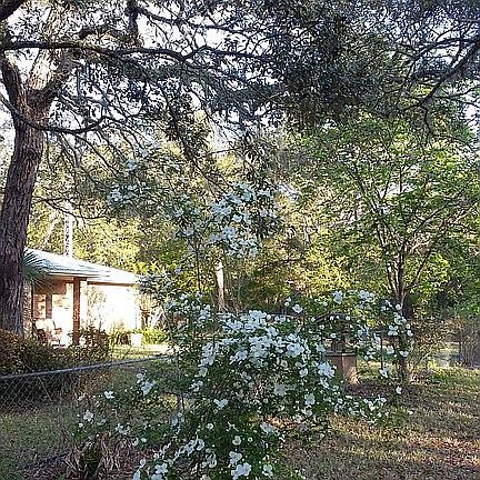 Annual flowering Mock Orange