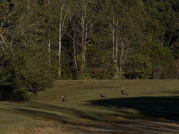 5th image of 1 Caney Fork Rd