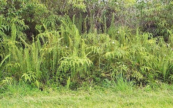 5th image of Ainaloa Dr Lot 5