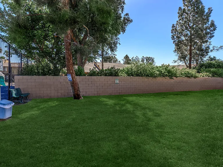 Smoketree — Photo 11