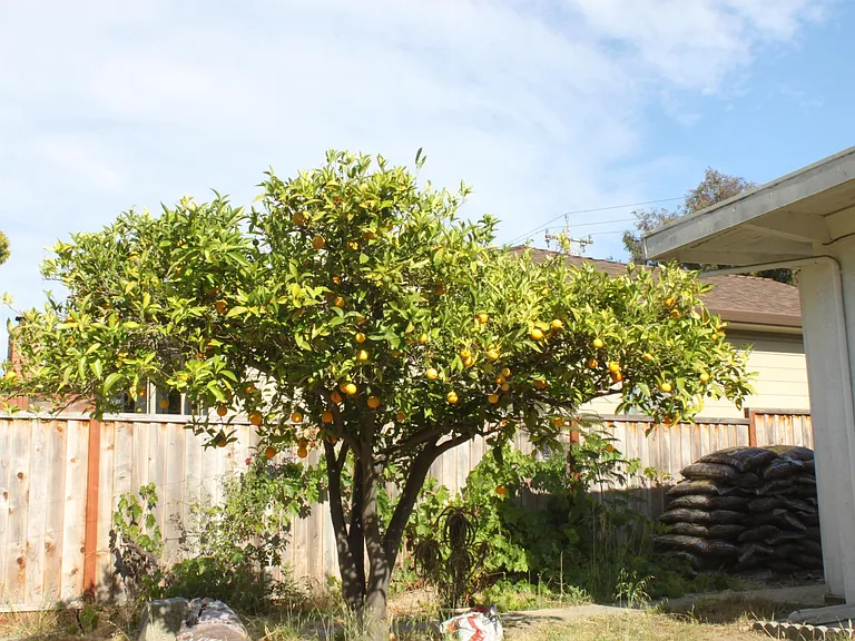 2953 Olive Ave — Photo 11