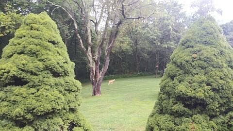 partial view of the backyard